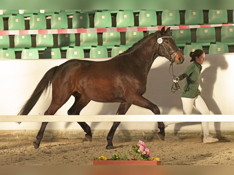 Duits sportpaard Merrie 3 Jaar 163 cm Donkerbruin in Limburgerhof