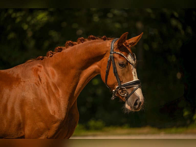 Duits sportpaard Merrie 3 Jaar 163 cm Vos in Wehringen