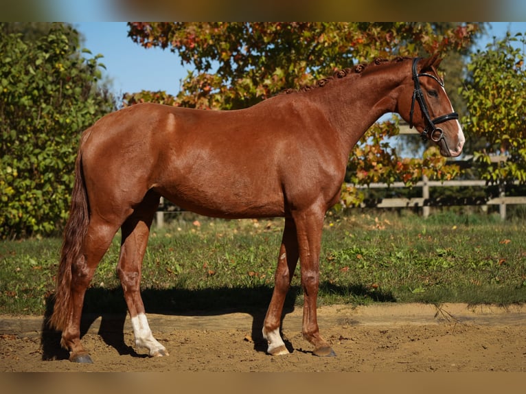 Duits sportpaard Merrie 3 Jaar 163 cm Vos in Nauen