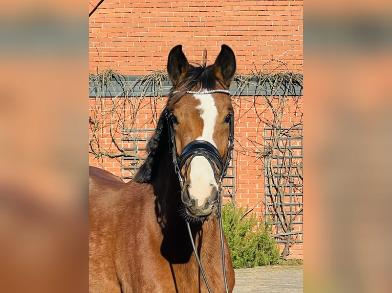 Duits sportpaard Merrie 3 Jaar 164 cm Bruin in MartfeldMartfeld