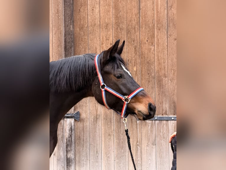 Duits sportpaard Merrie 3 Jaar 164 cm Donkerbruin in Kirchanschöring