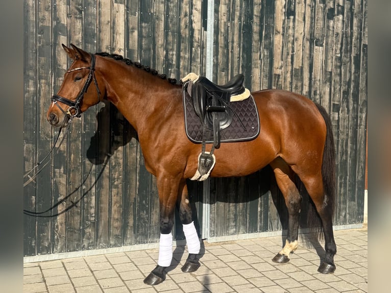 Duits sportpaard Merrie 3 Jaar 165 cm Bruin in Meckenbeuren