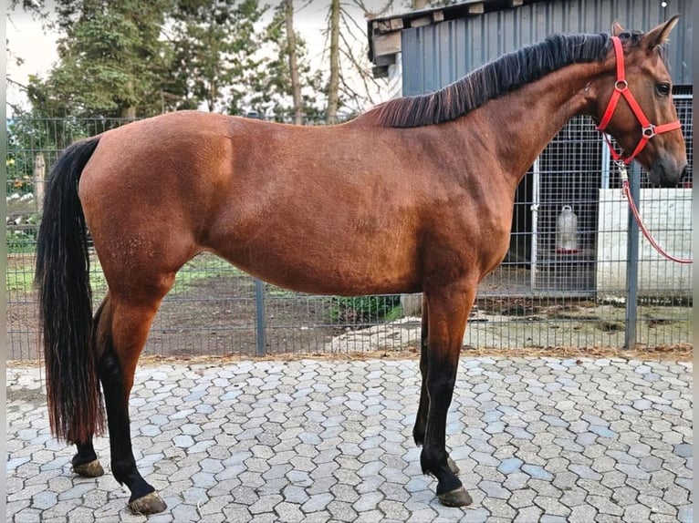 Duits sportpaard Merrie 3 Jaar 165 cm Bruin in HUNGENROTH