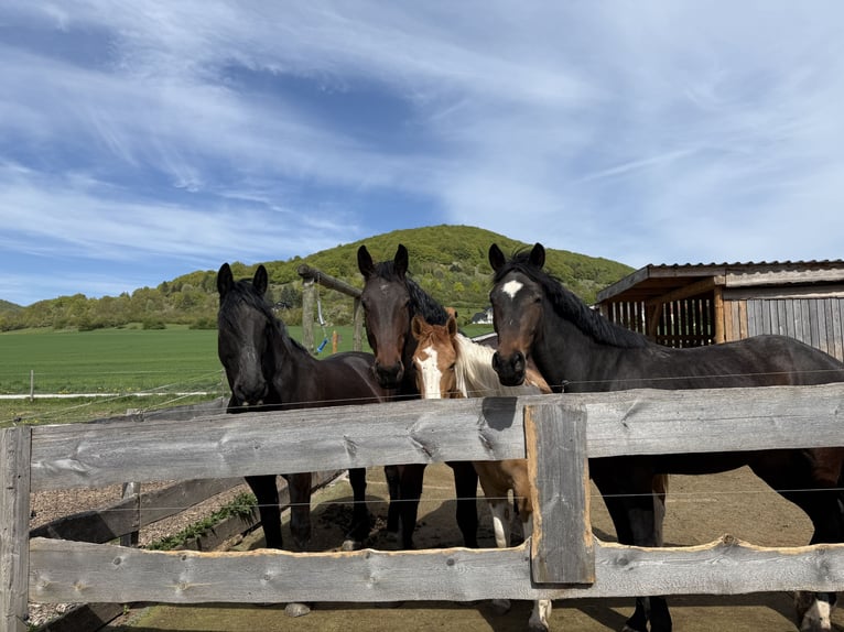 Duits sportpaard Merrie 3 Jaar 165 cm Donkerbruin in Kaltennordheim