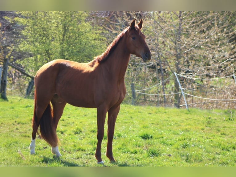 Duits sportpaard Merrie 3 Jaar 165 cm Donkere-vos in Loxstedt