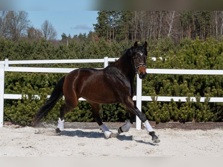Duits sportpaard Merrie 3 Jaar 165 cm Roodbruin in Niezabyszewo