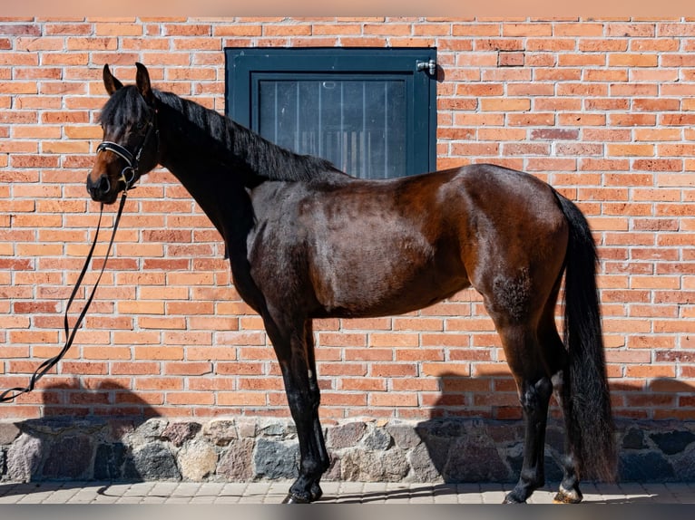 Duits sportpaard Merrie 3 Jaar 165 cm Roodbruin in Niezabyszewo