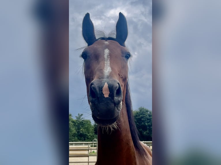 Duits sportpaard Merrie 3 Jaar 166 cm Bruin in Müncheberg