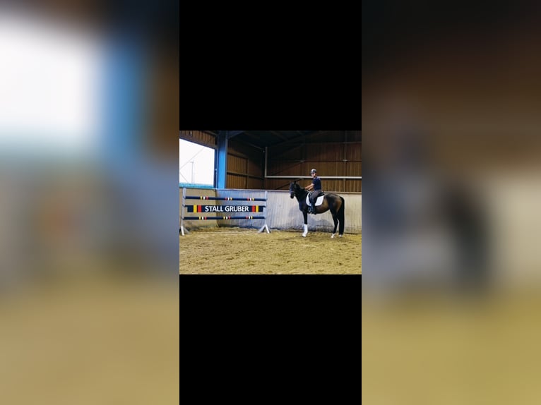 Duits sportpaard Merrie 3 Jaar 166 cm Bruin in Wilhermsdorf