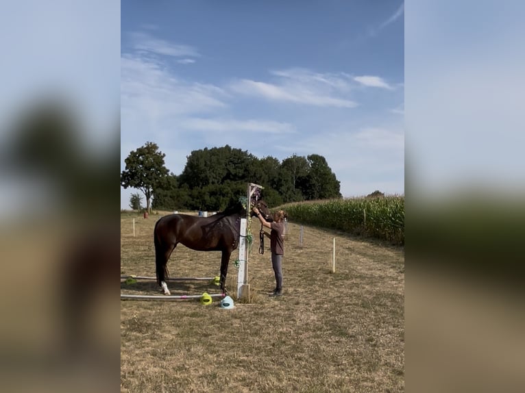 Duits sportpaard Merrie 3 Jaar 166 cm Donkerbruin in Hanau