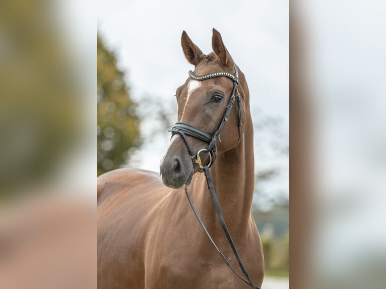 Duits sportpaard Merrie 3 Jaar 166 cm Donkere-vos in Gomadingen