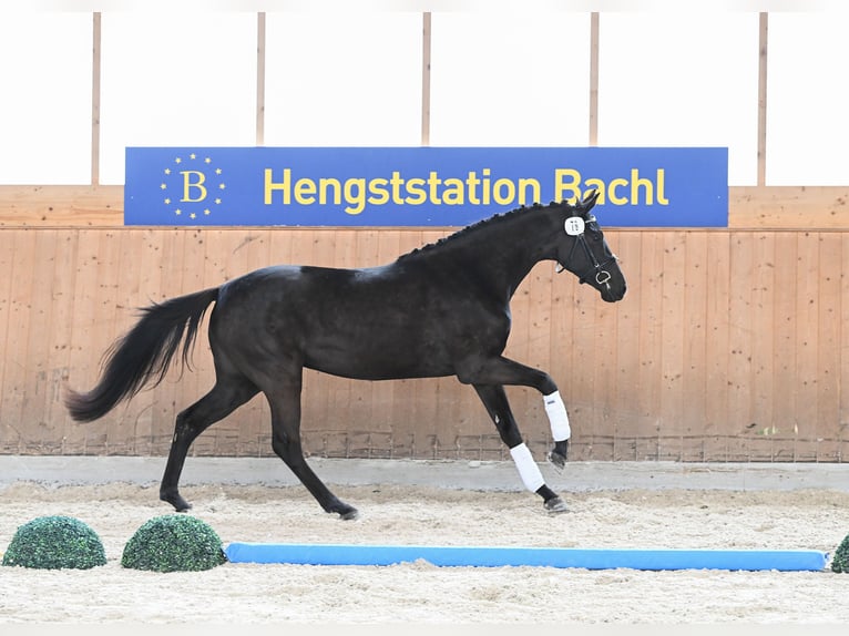 Duits sportpaard Merrie 3 Jaar 166 cm Zwartbruin in Kirchdorf am Inn