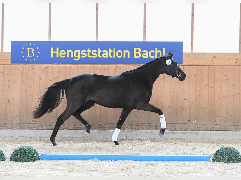 Duits sportpaard Merrie 3 Jaar 166 cm Zwartbruin in Kirchdorf am Inn
