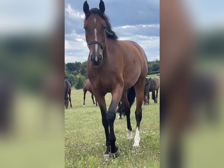 Duits sportpaard Merrie 3 Jaar 167 cm Bruin in Müncheberg