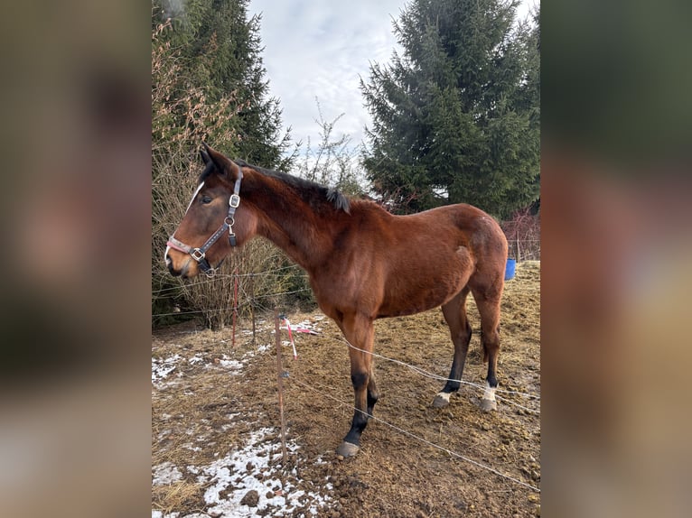 Duits sportpaard Merrie 3 Jaar 167 cm Bruin in Hohenstein-Ernstthal
