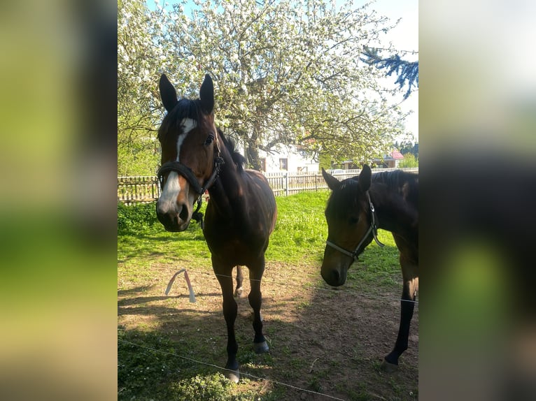 Duits sportpaard Merrie 3 Jaar 167 cm Bruin in Hohenstein-Ernstthal