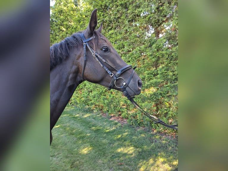 Duits sportpaard Merrie 3 Jaar 167 cm Zwart in Heideblick  OT Bornsdorf