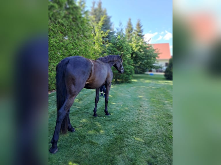 Duits sportpaard Merrie 3 Jaar 167 cm Zwart in Heideblick  OT Bornsdorf