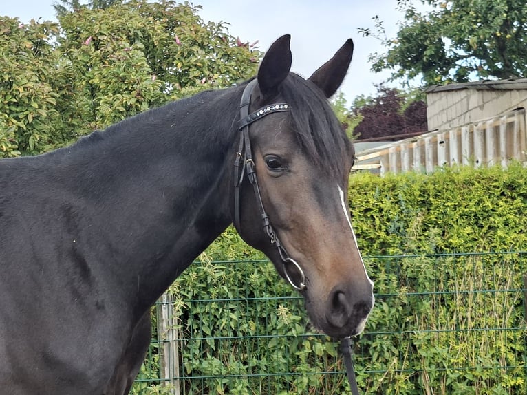 Duits sportpaard Merrie 3 Jaar 167 cm Zwartbruin in Luckenwalde