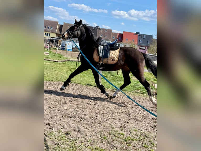 Duits sportpaard Merrie 3 Jaar 167 cm Zwartbruin in Luckenwalde