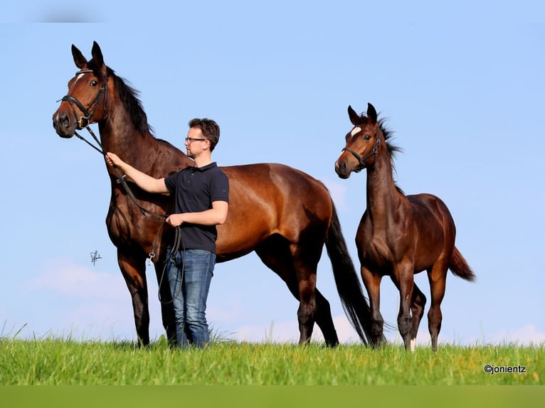 Duits sportpaard Merrie 3 Jaar 168 cm Brauner in Radevormwald