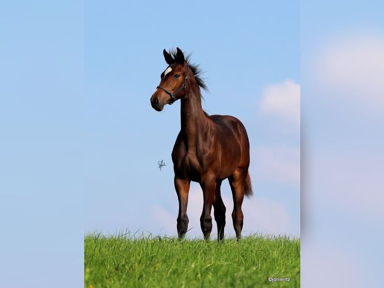 Duits sportpaard Merrie 3 Jaar 168 cm Brauner in Radevormwald