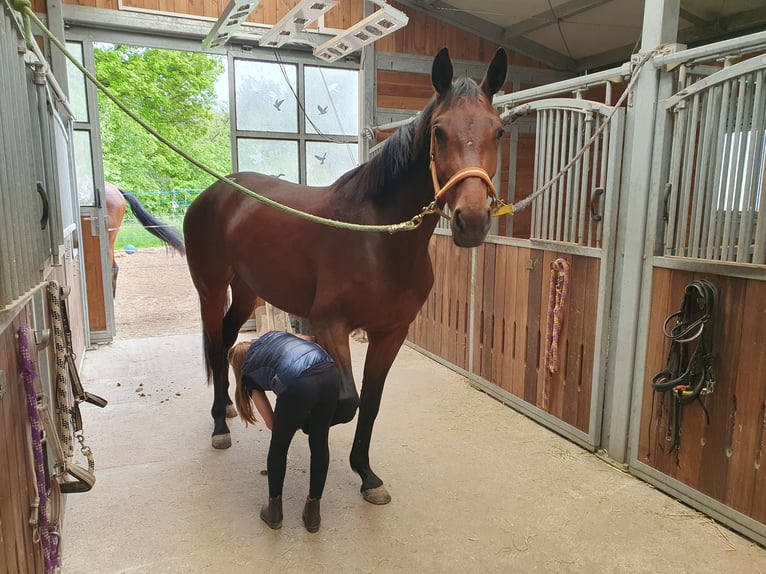 Duits sportpaard Merrie 3 Jaar 168 cm Bruin in Herrnhut
