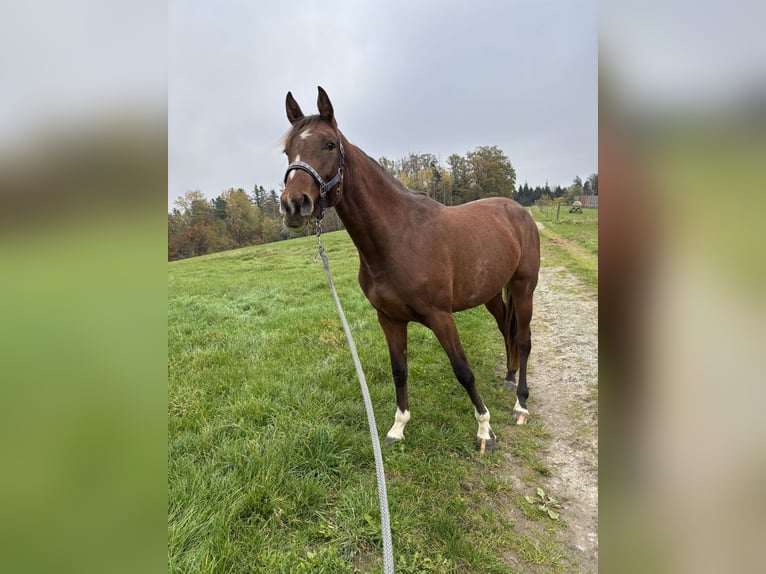 Duits sportpaard Merrie 3 Jaar 168 cm Bruin in Fichtenberg