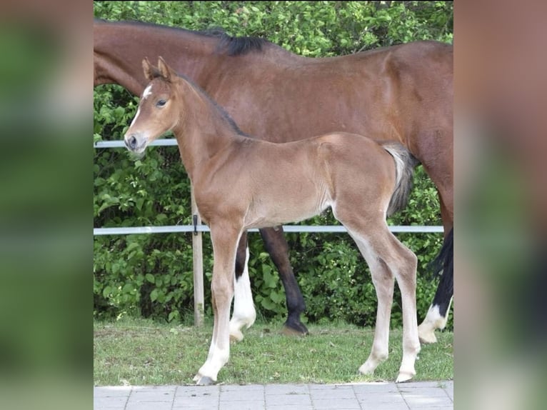 Duits sportpaard Merrie 3 Jaar 168 cm Bruin in Fichtenberg