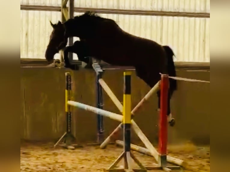 Duits sportpaard Merrie 3 Jaar 168 cm Donkerbruin in Weiterstadt