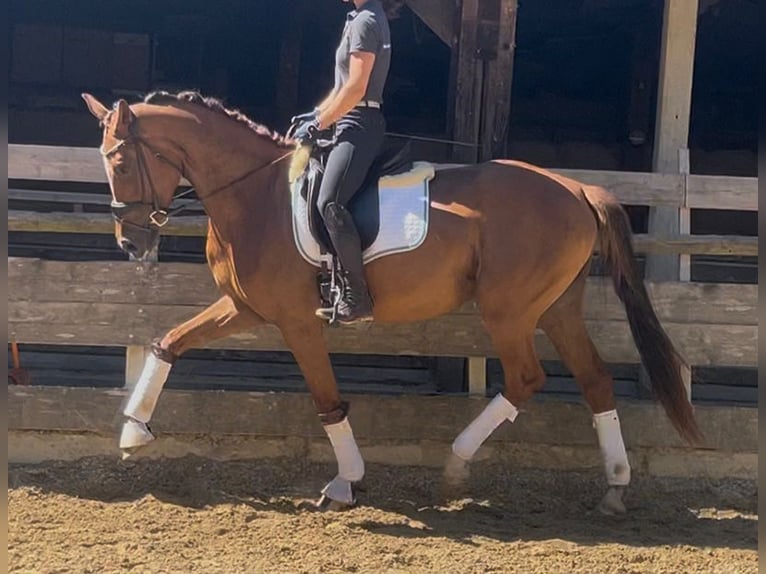 Duits sportpaard Merrie 3 Jaar 168 cm Donkere-vos in Weilheim