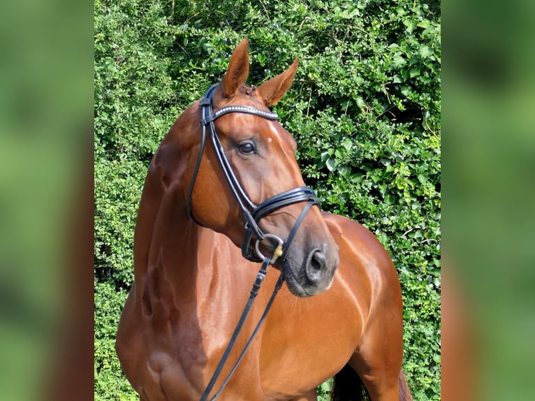 Duits sportpaard Merrie 3 Jaar 168 cm Donkere-vos in Lastrup