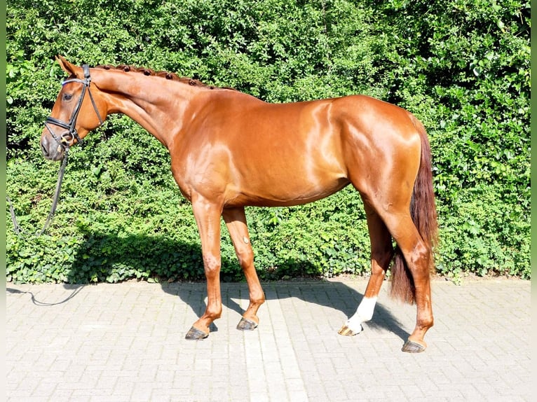 Duits sportpaard Merrie 3 Jaar 168 cm Donkere-vos in Lastrup