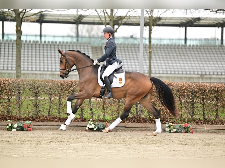 Duits sportpaard Merrie 3 Jaar 169 cm Brauner in Neustadt Dosse