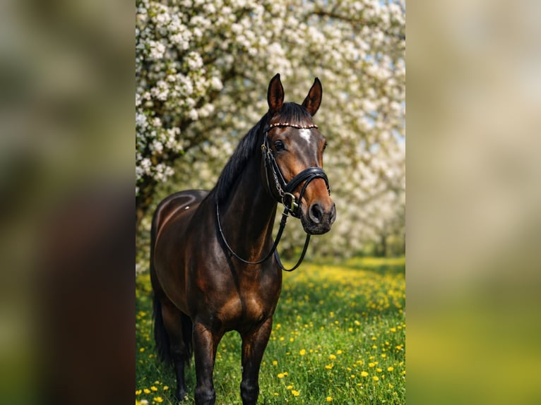 Duits sportpaard Merrie 3 Jaar 169 cm Donkerbruin in Bruchsal