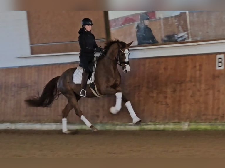 Duits sportpaard Merrie 3 Jaar 169 cm Donkere-vos in Lippetal