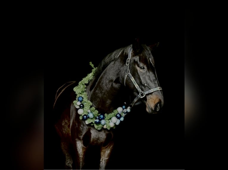 Duits sportpaard Merrie 3 Jaar 169 cm Zwartbruin in Viernheim