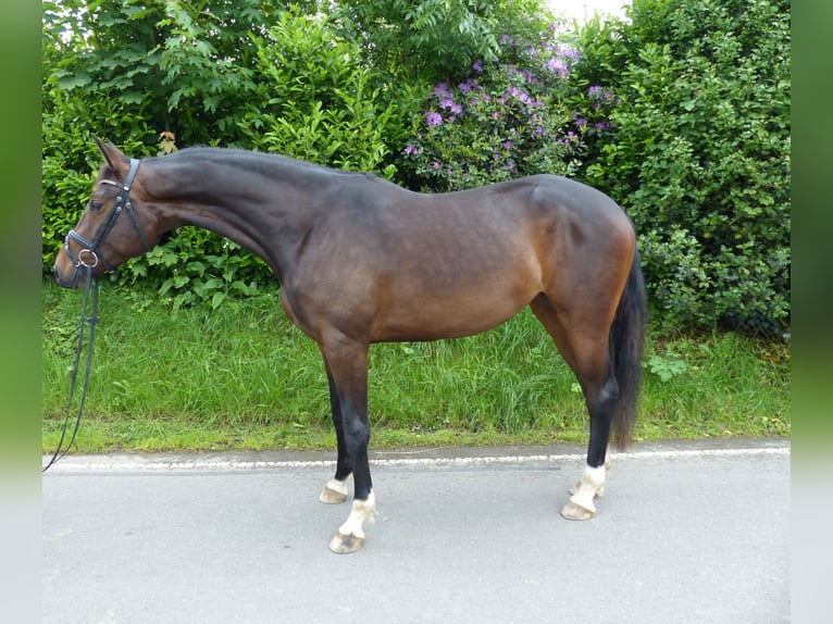 Duits sportpaard Merrie 3 Jaar 170 cm Donkerbruin in Radevormwald