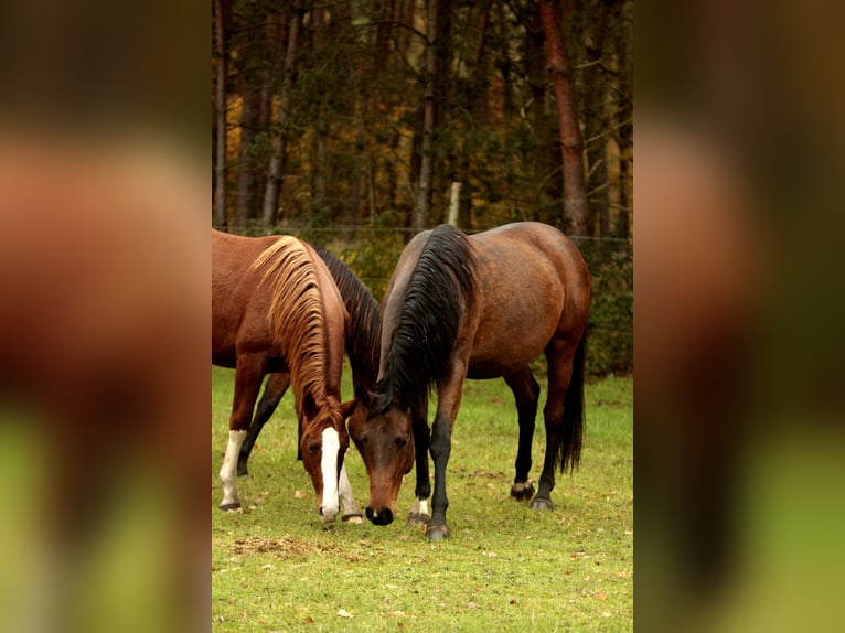 Duits sportpaard Merrie 3 Jaar 170 cm Donkere-vos in Wandlitz