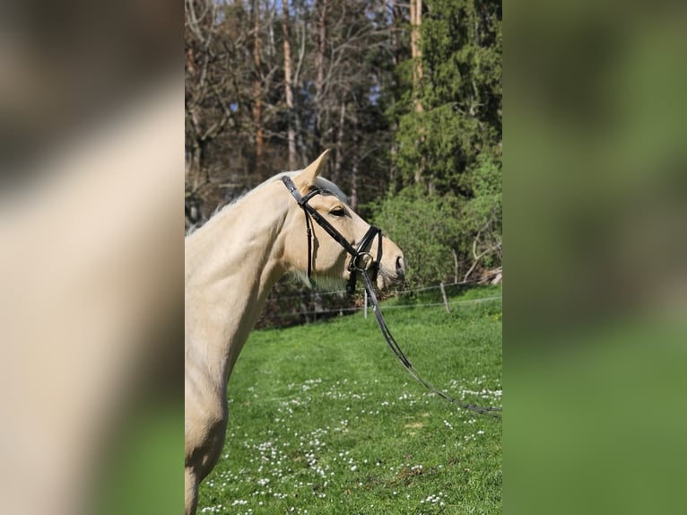 Duits sportpaard Merrie 3 Jaar 170 cm Palomino in Weilheim in Oberbayern