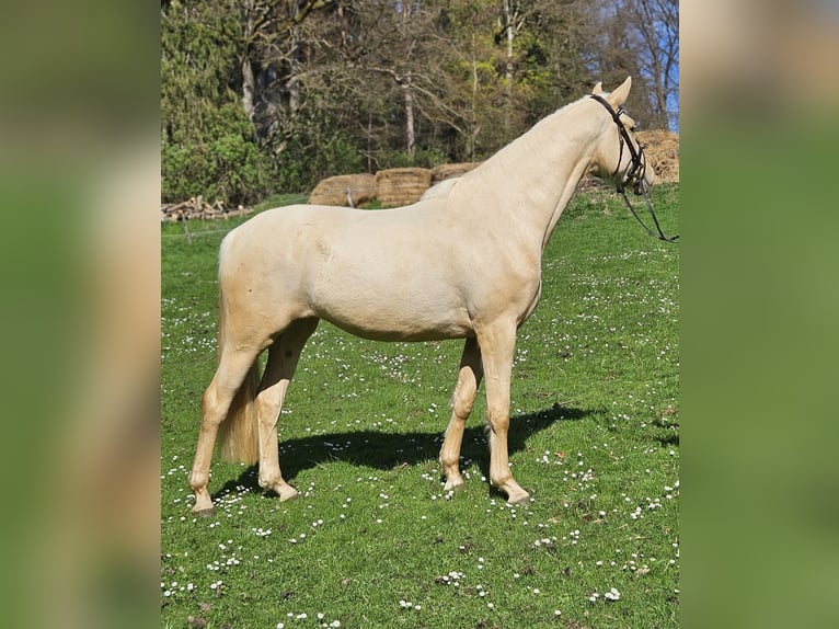 Duits sportpaard Merrie 3 Jaar 170 cm Palomino in Weilheim in Oberbayern