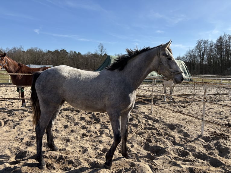 Duits sportpaard Merrie 3 Jaar 170 cm Schimmel in Rüdersdorf bei BerlinRüdersdorf