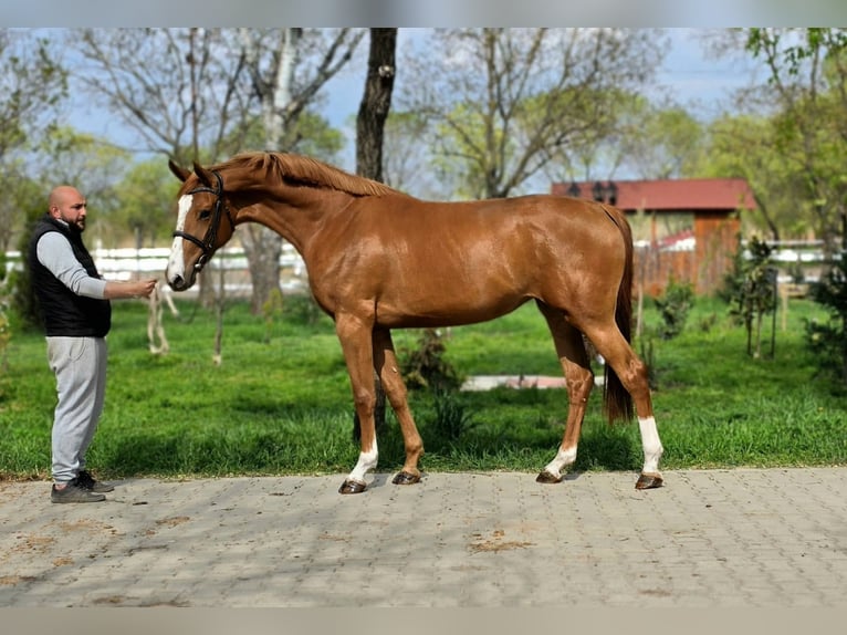Duits sportpaard Merrie 3 Jaar 170 cm Vos in Gyula