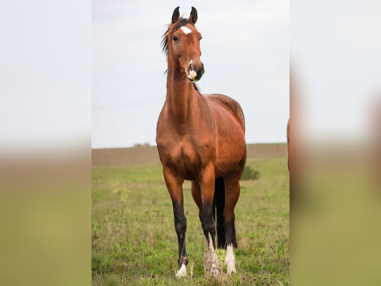 Duits sportpaard Merrie 3 Jaar 171 cm Bruin in Hüttenrode