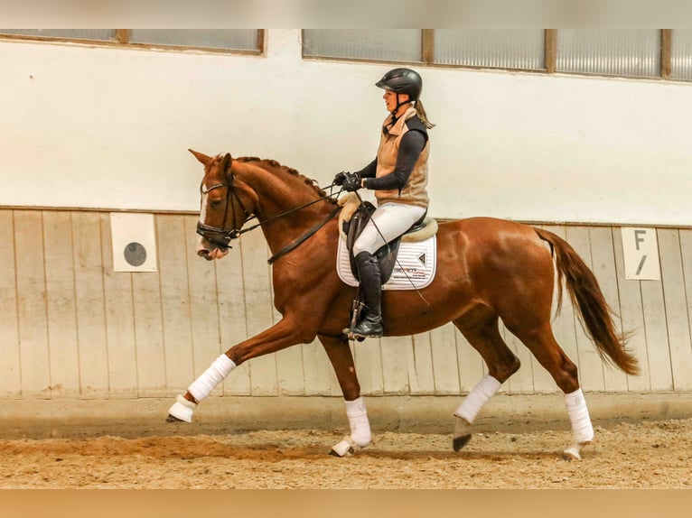 Duits sportpaard Merrie 3 Jaar 171 cm Vos in Crailsheim