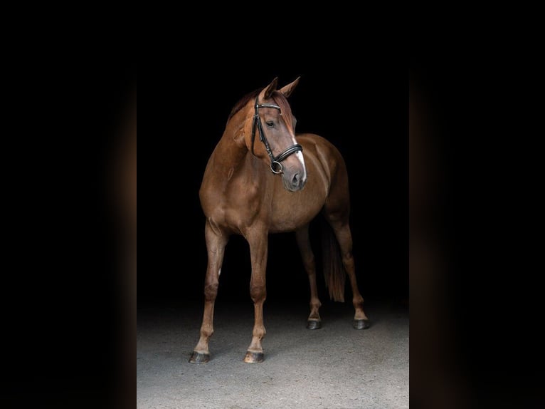 Duits sportpaard Merrie 3 Jaar 171 cm Vos in Ostfildern