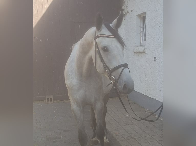 Duits sportpaard Merrie 3 Jaar 172 cm Schimmel in Büttstedt