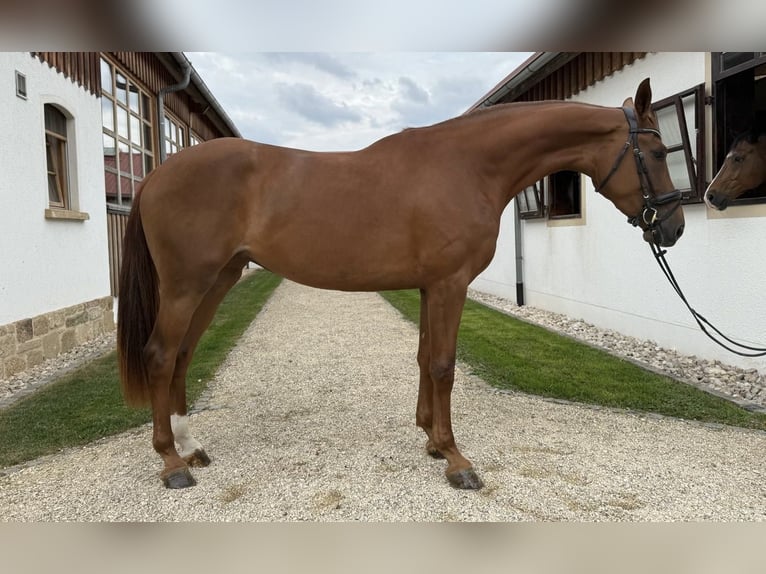 Duits sportpaard Merrie 3 Jaar 172 cm Vos in Jengen