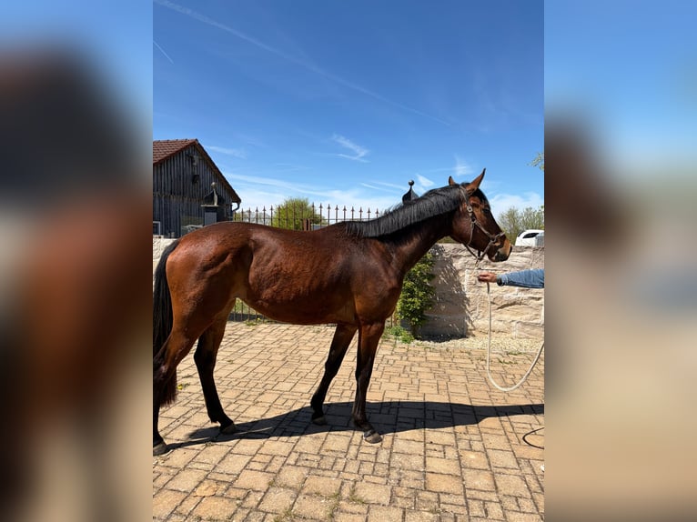 Duits sportpaard Merrie 3 Jaar 173 cm Bruin in Deining