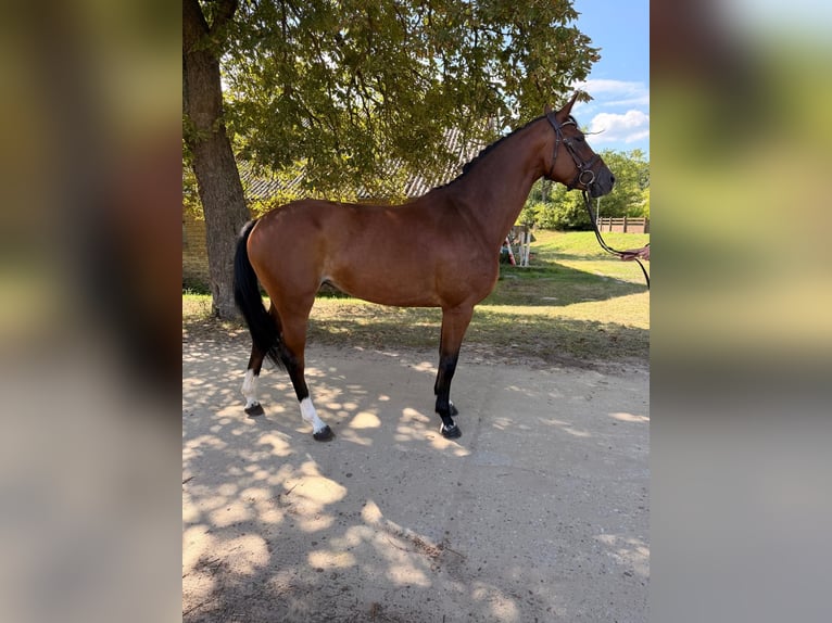 Duits sportpaard Merrie 3 Jaar 174 cm Bruin in Neuenhagen